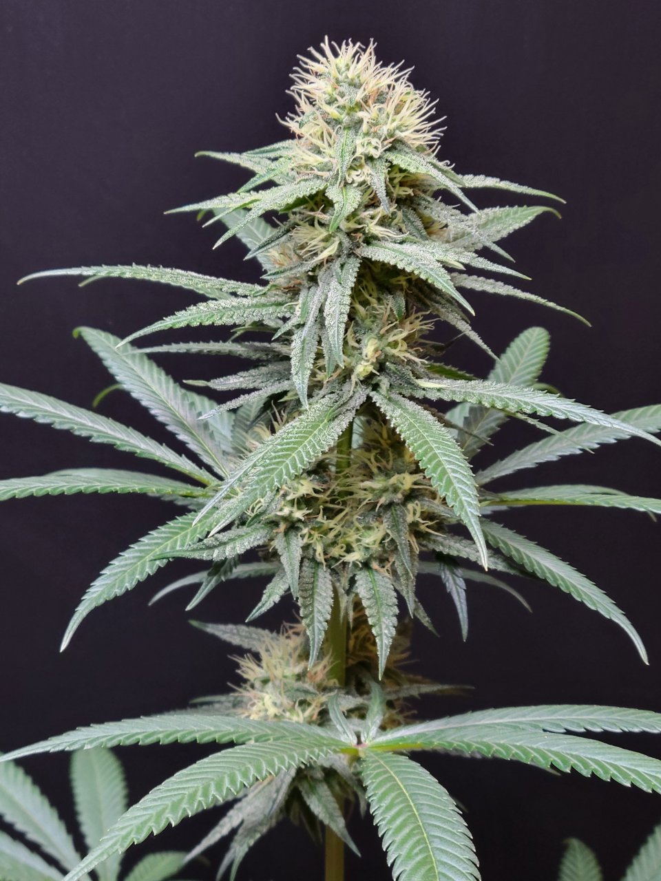 Purple Ghost Candy #1 day 32 flower, 92 days total