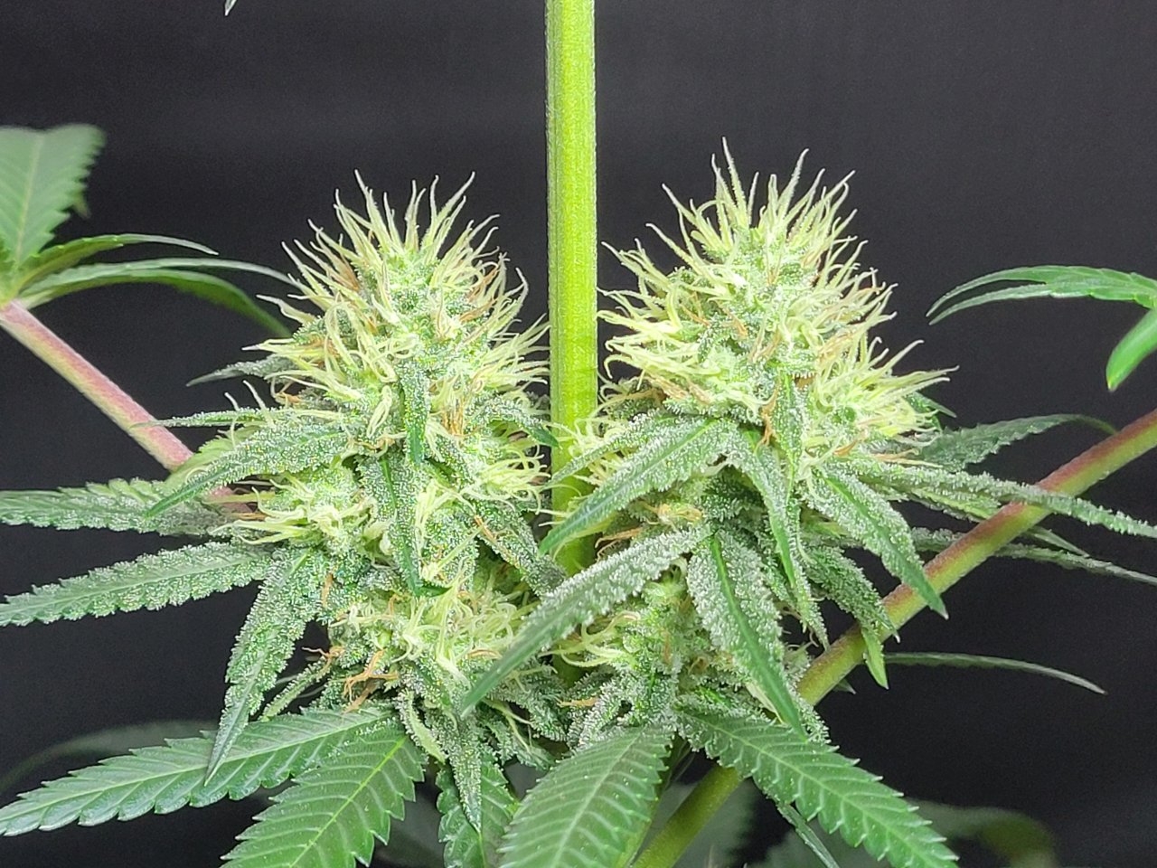 Purple Ghost Candy #1 day 32 flower, 92 days total