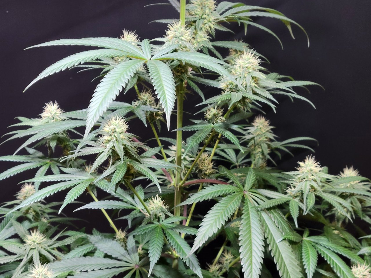 Purple Ghost Candy #1 day 32 flower, 92 days total