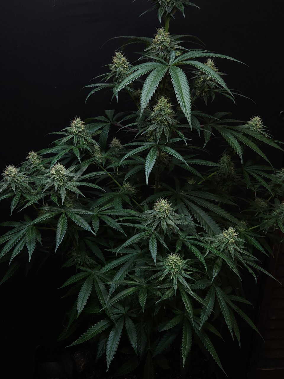 Purple Ghost Candy #1 day 37 flower, 97 days total