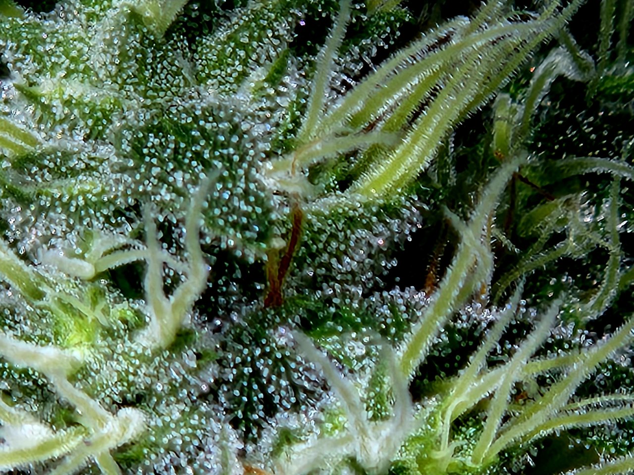 Purple Ghost Candy #1 day 37 flower, 97 days total