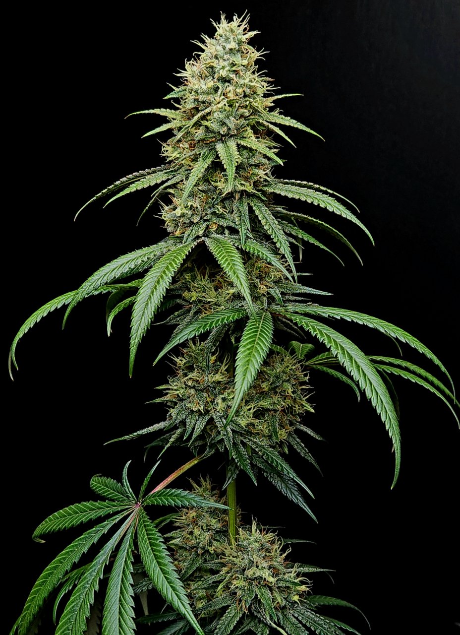 Purple Ghost Candy #1 day 45 flower, 105 days total