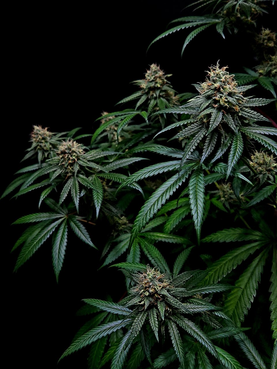 Purple Ghost Candy #1 day 45 flower, 105 days total