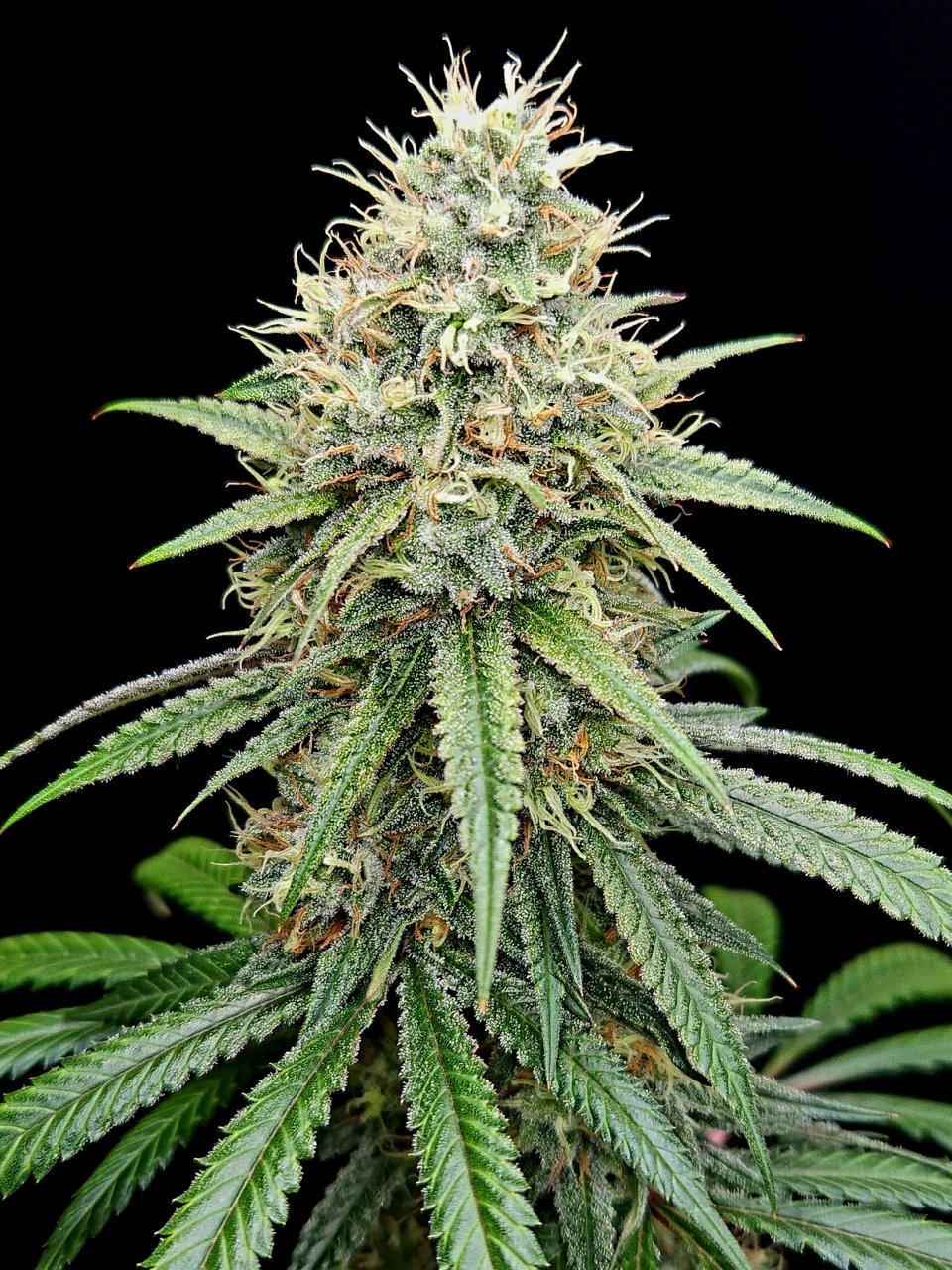 Purple Ghost Candy #1 day 45 flower, 105 days total