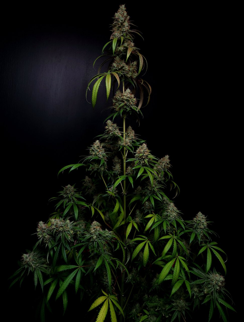 Purple Ghost Candy #1 day 64 flower, 124 days total