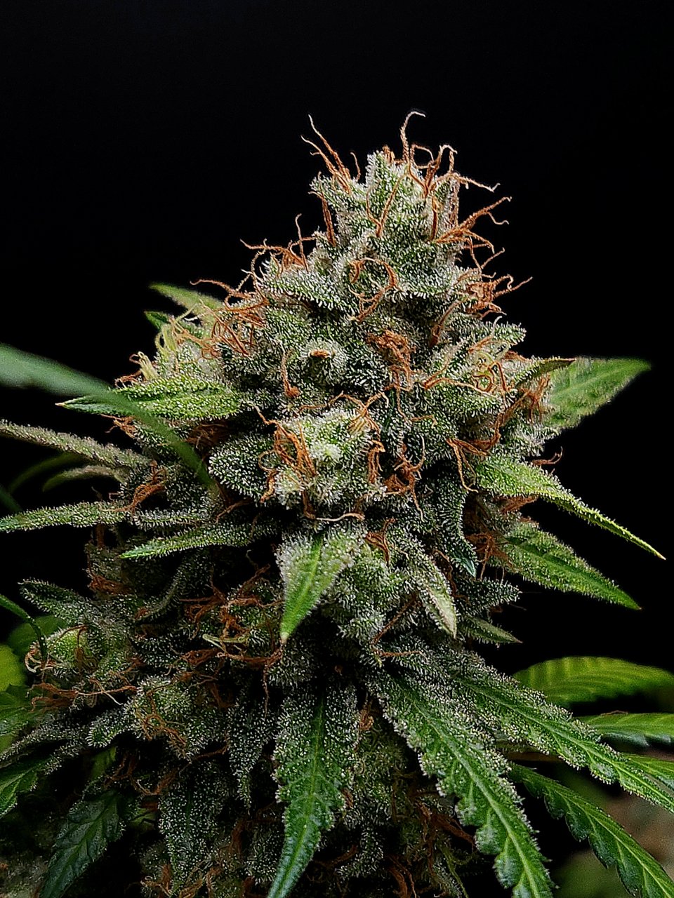 Purple Ghost Candy #1 day 64 flower, 124 days total