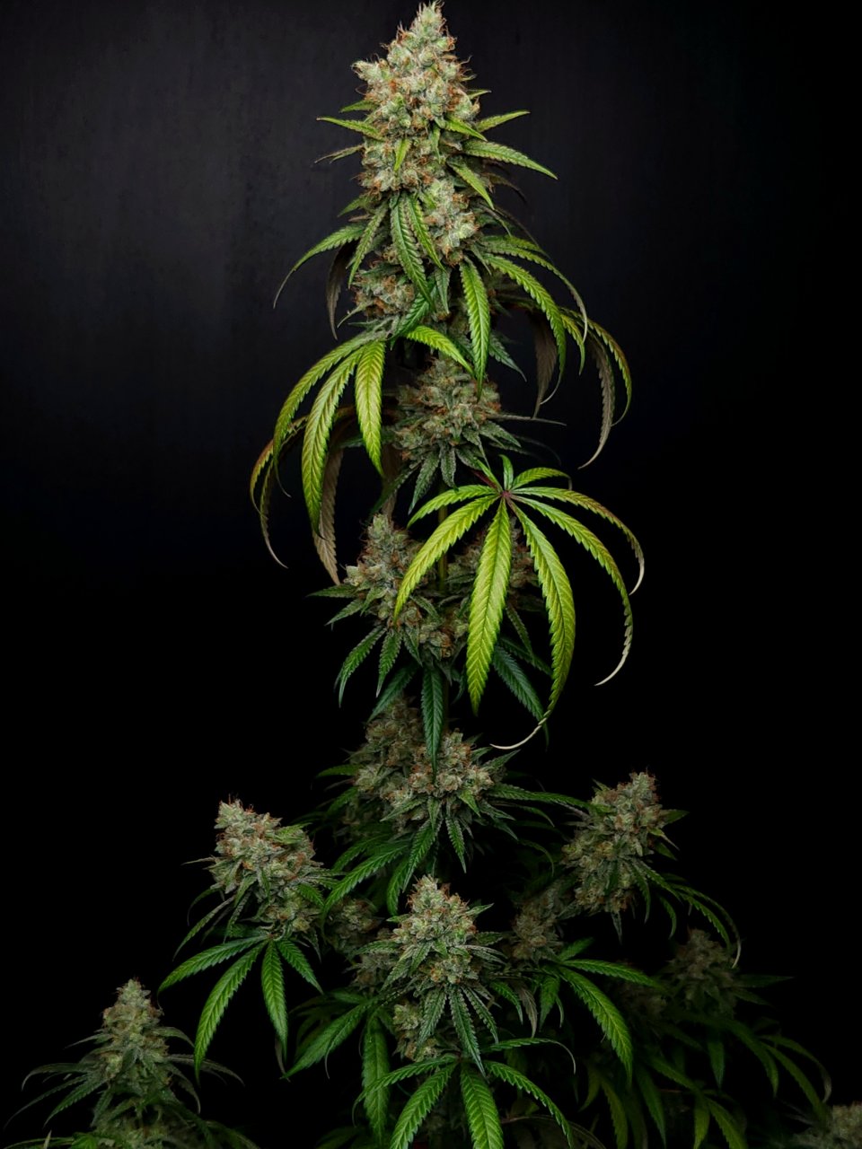 Purple Ghost Candy #1 day 64 flower, 124 days total