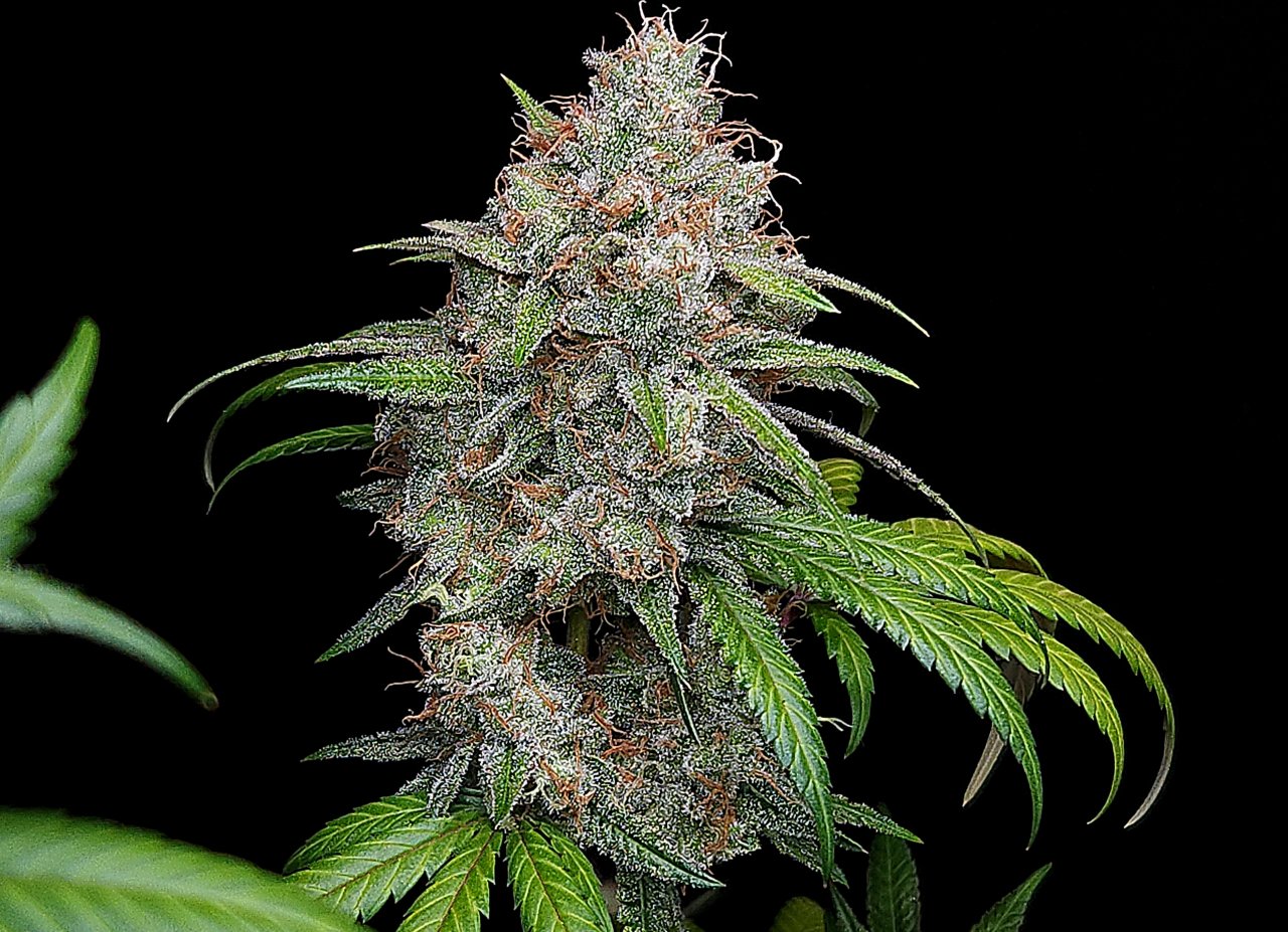 Purple Ghost Candy #1 day 64 flower, 124 days total