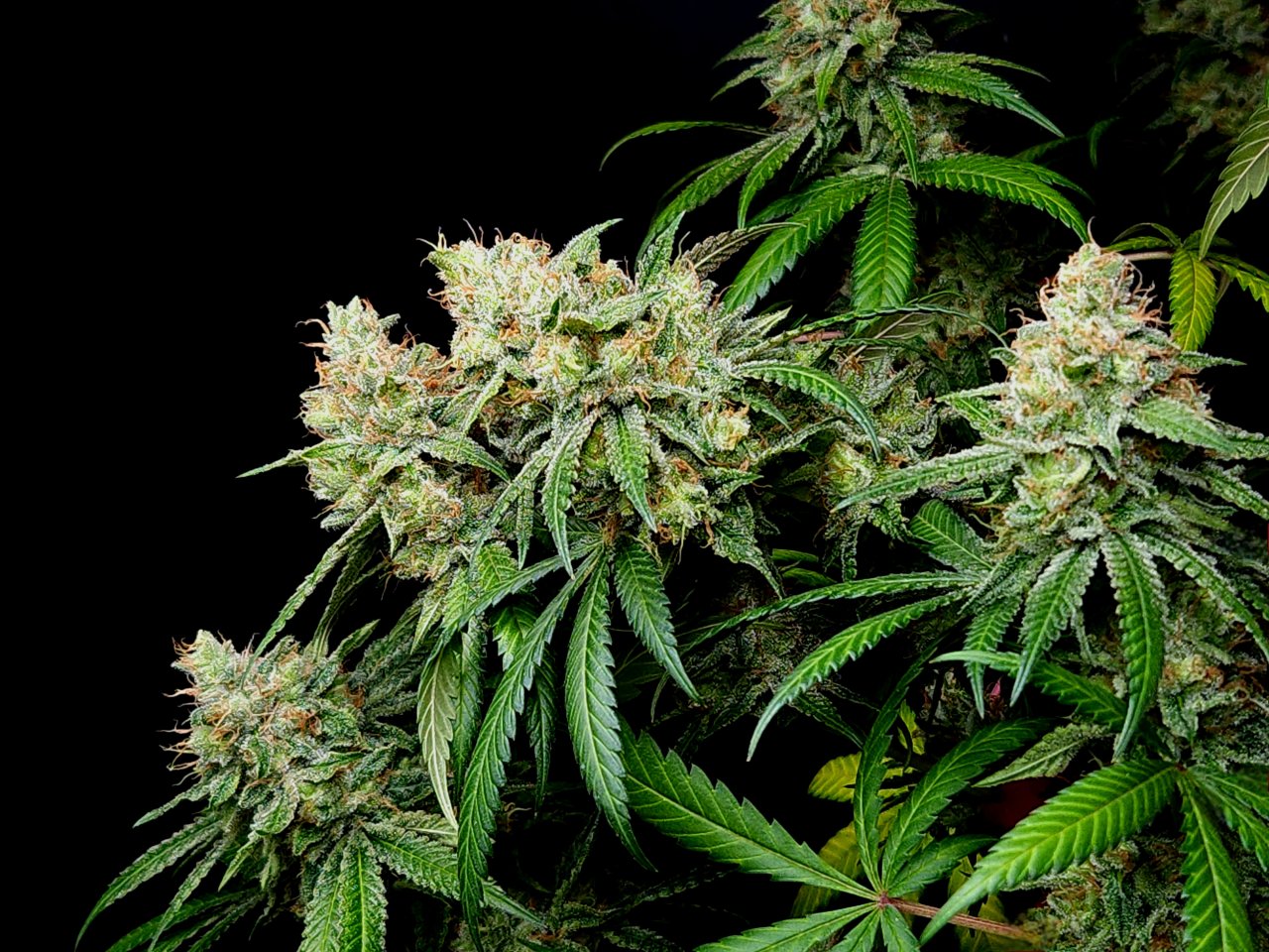 Purple Ghost Candy #1 day 64 flower, 124 days total