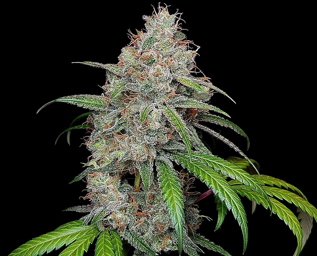 Purple Ghost Candy #1 day 64 flower, 124 days total