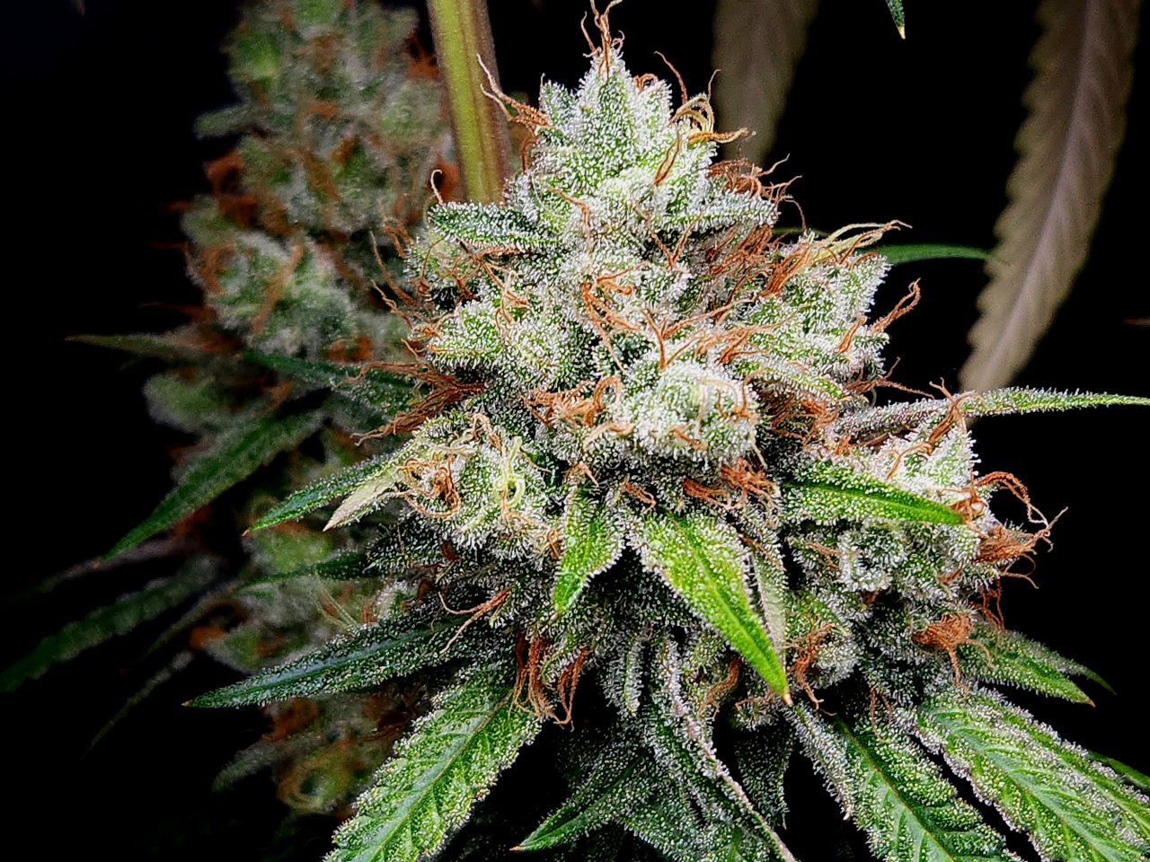 Purple Ghost Candy #1 day 64 flower, 124 days total