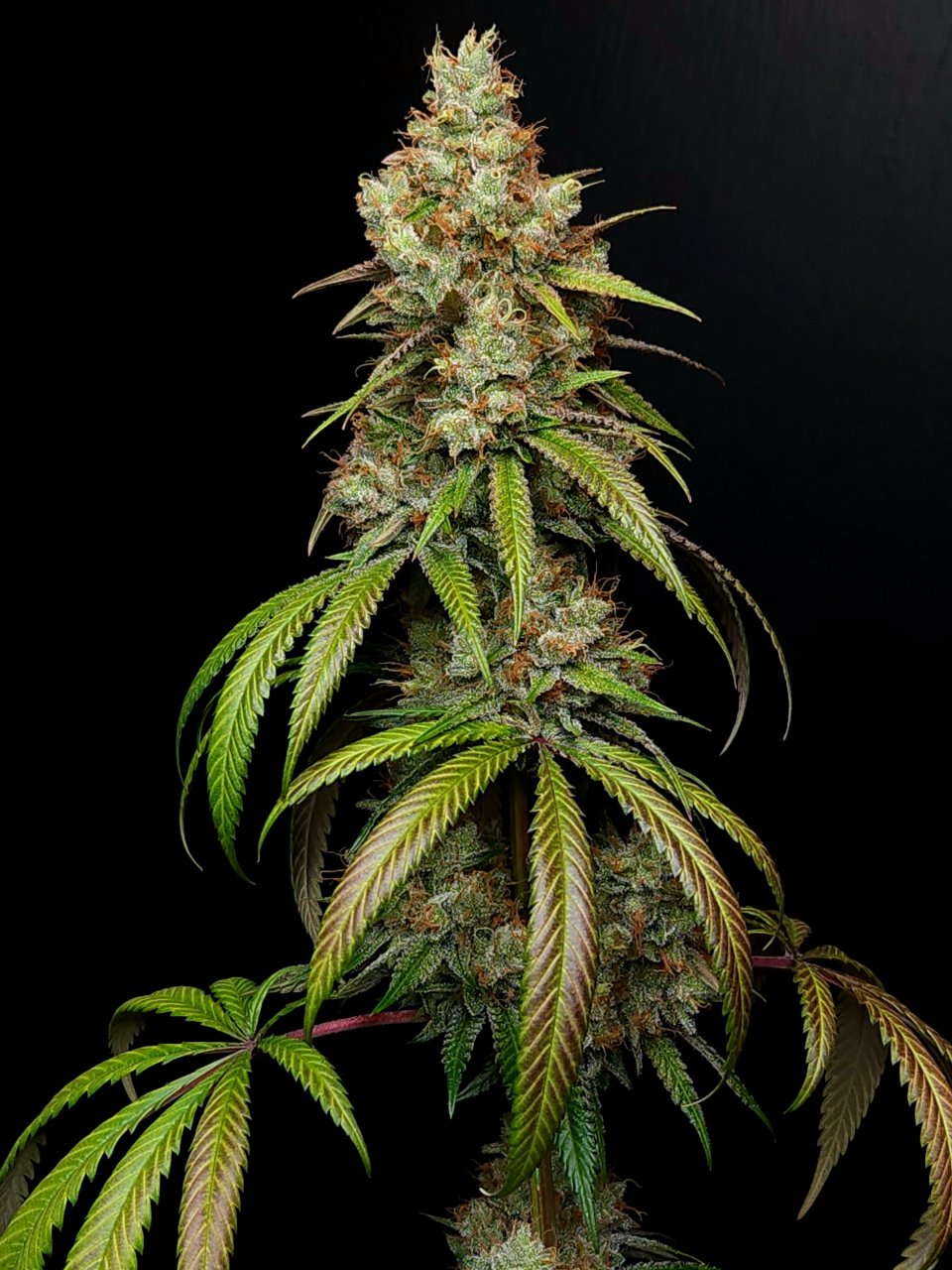 Purple Ghost Candy #1 day 64 flower, 124 days total