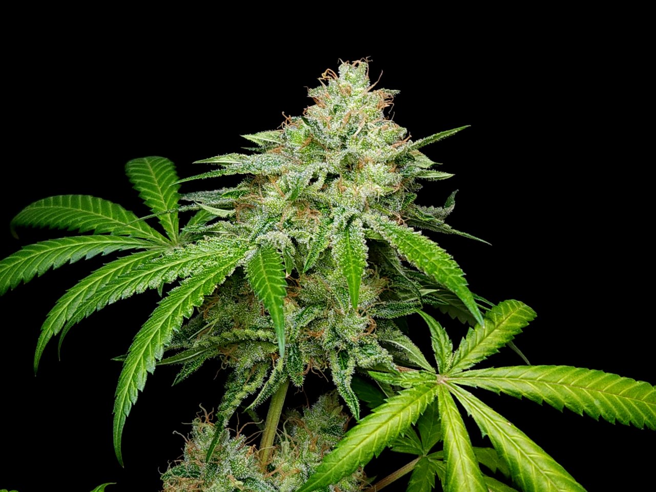 Purple Ghost Candy #1 day 64 flower, 124 days total