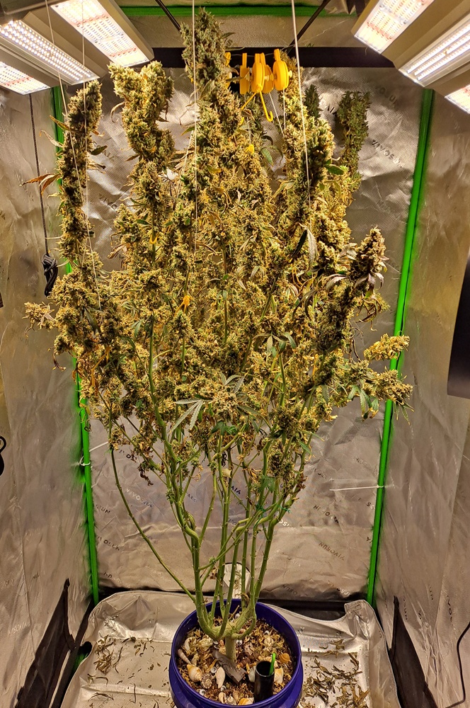 Purple Ghost Candy 12-02 PotM.jpg