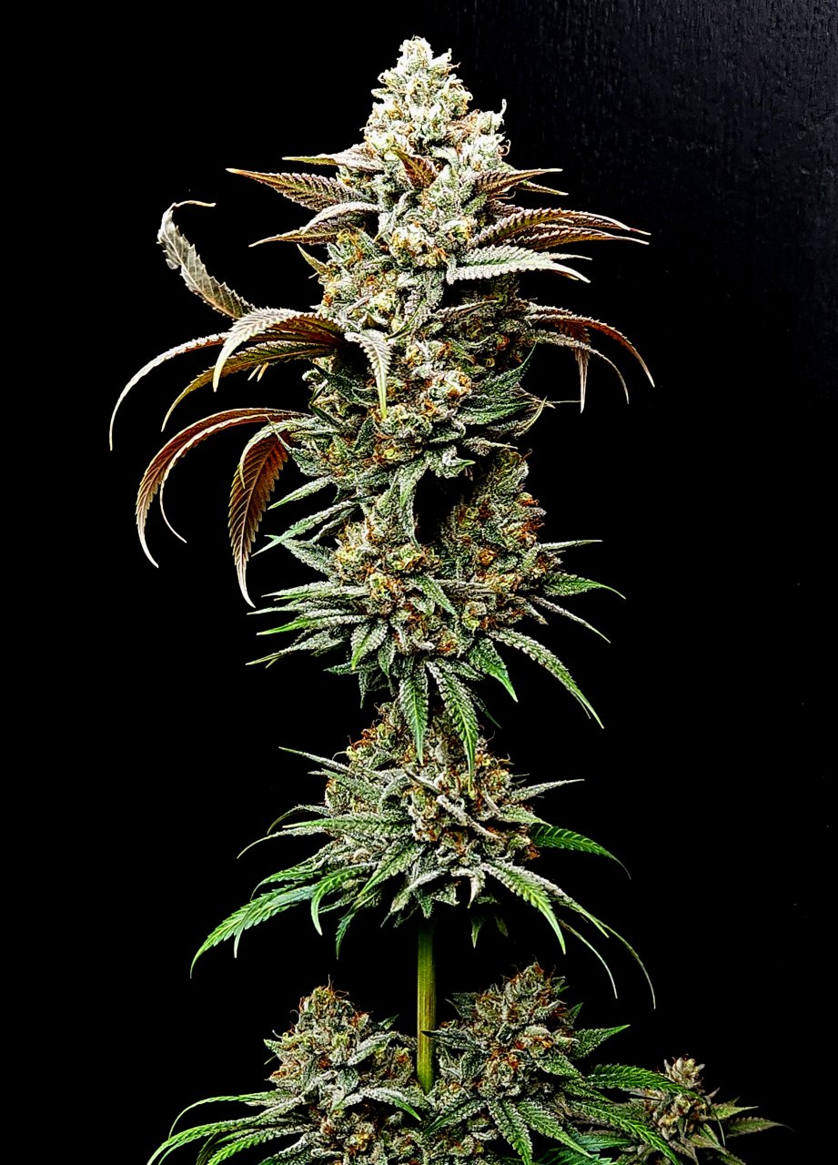 Purple Ghost Candy #2 56 days flowering, 116 days total