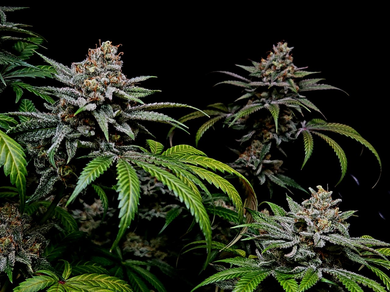 Purple Ghost Candy #2 56 days flowering, 116 days total