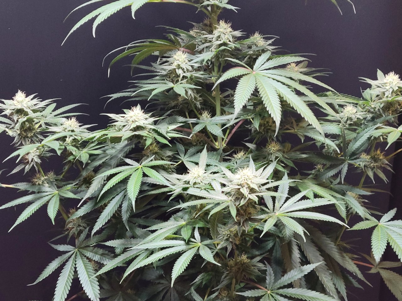 Purple Ghost Candy #2 day 32 flower, 92 days total