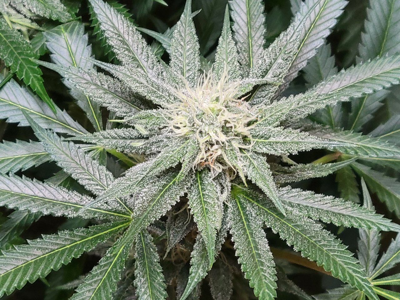 Purple Ghost Candy #2 day 32 flower, 92 days total