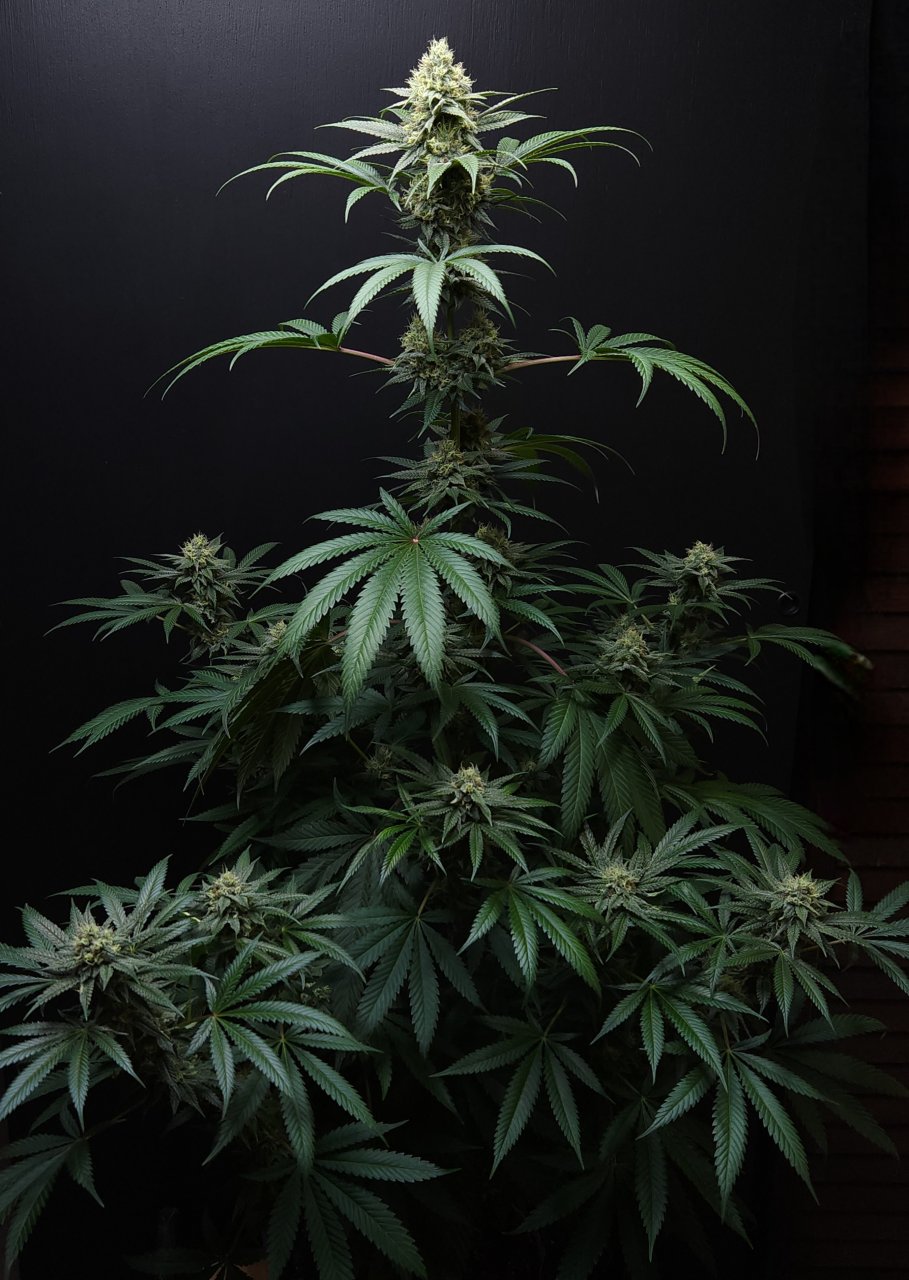 Purple Ghost Candy #2 day 37 flower, 97 days total