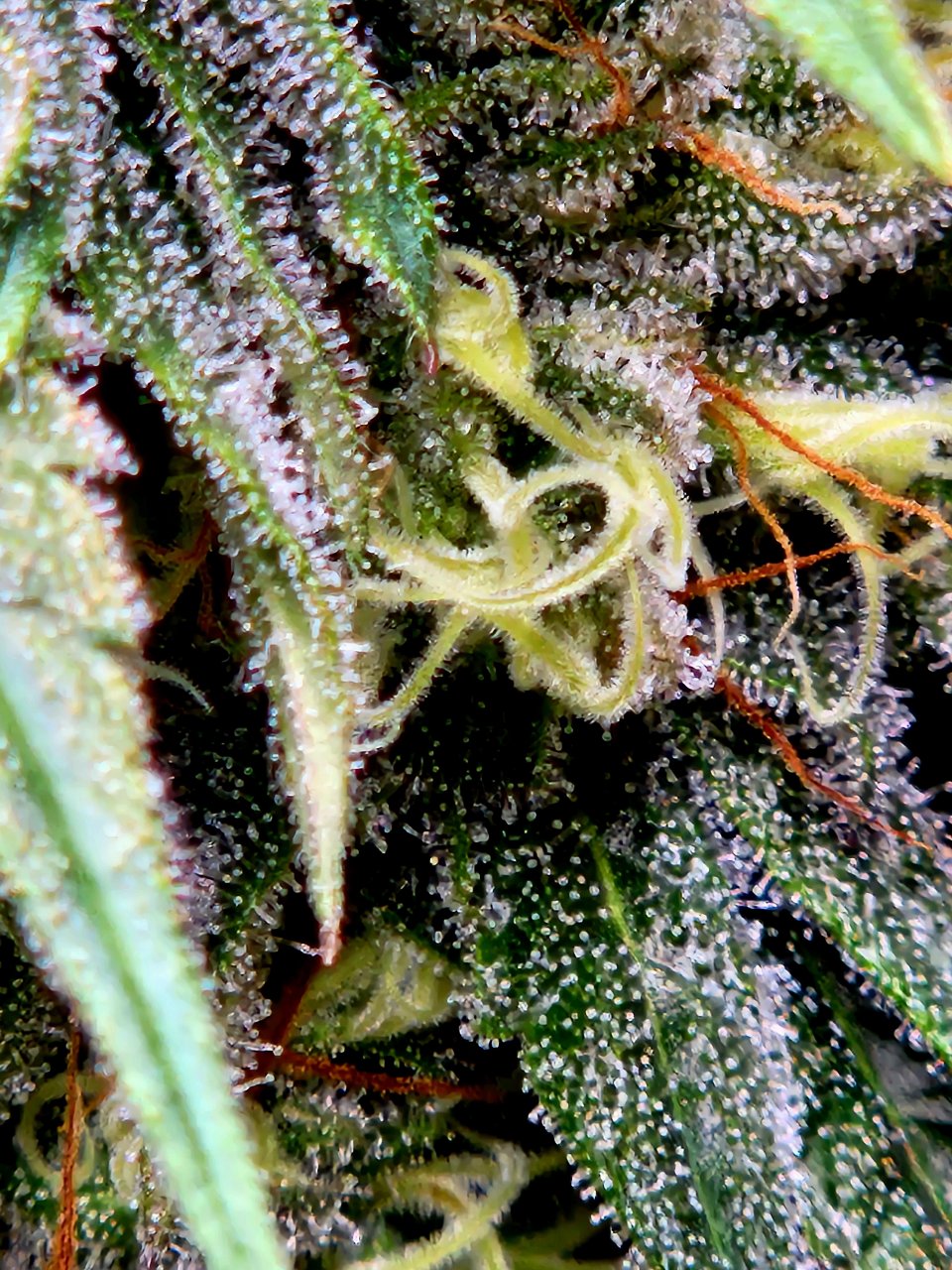 Purple Ghost Candy #2 day 37 flower, 97 days total