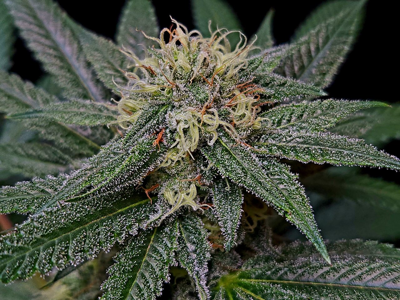 Purple Ghost Candy #2 day 37 flower, 97 days total