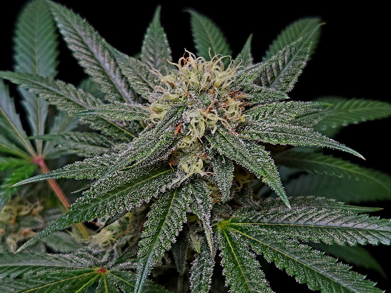 Purple Ghost Candy #2 day 37 flower, 97 days total