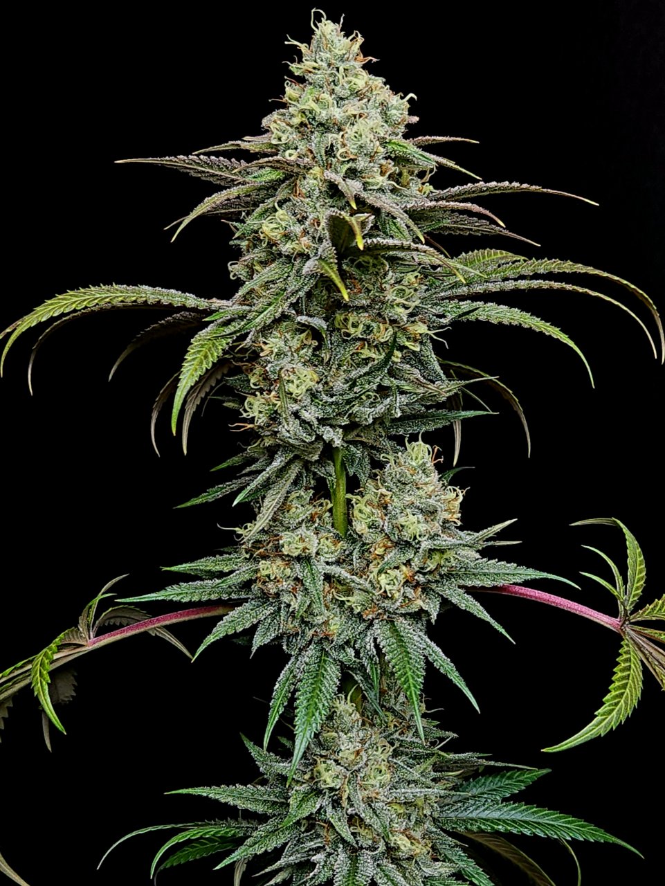 Purple Ghost Candy #2 day 45 flower, 105 days total