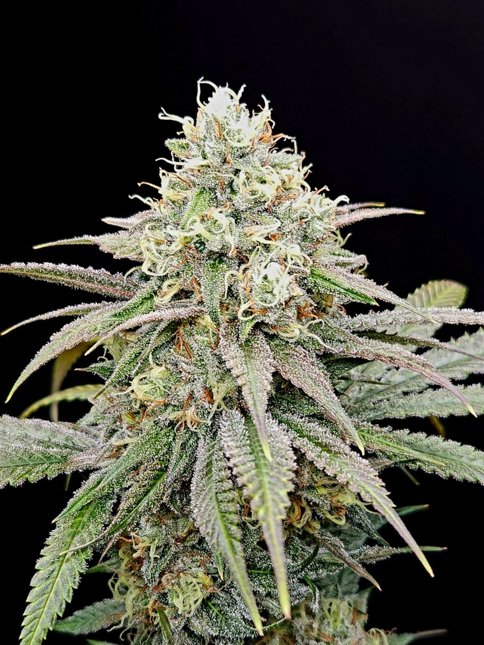 Purple Ghost Candy #2 day 45 flower, 105 days total