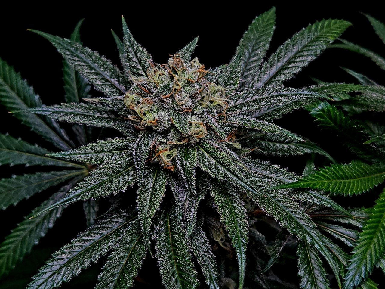 Purple Ghost Candy #2 day 45 flower, 105 days total