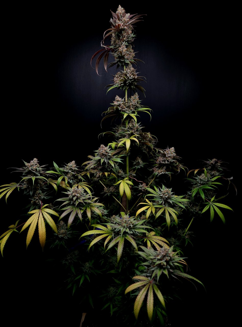 Purple Ghost Candy #2 day 64 flower, 124 days total