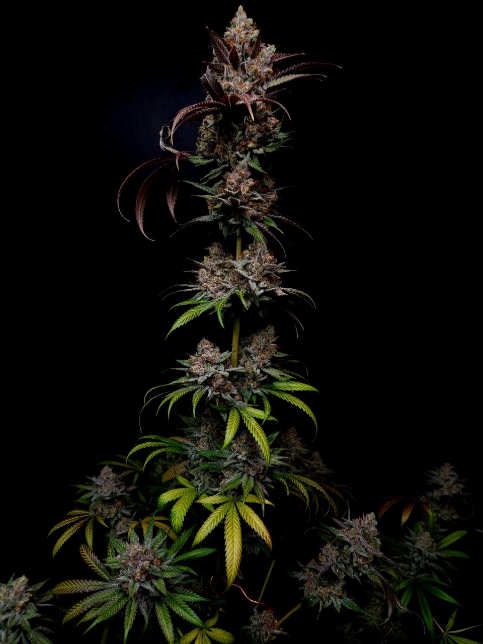 Purple Ghost Candy #2 day 64 flower, 124 days total