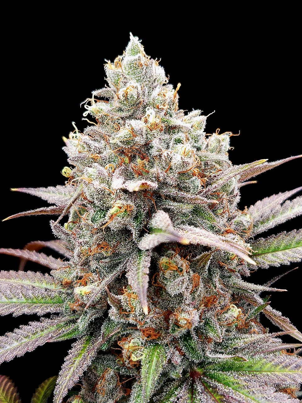 Purple Ghost Candy #2 day 64 flower, 124 days total