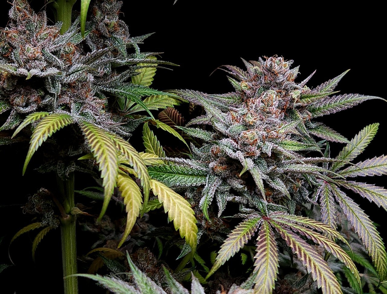 Purple Ghost Candy #2 day 64 flower, 124 days total