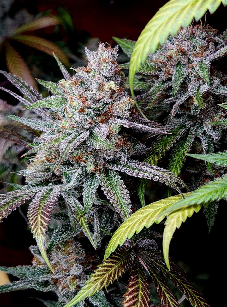 Purple Ghost Candy #2 day 64 flower, 124 days total