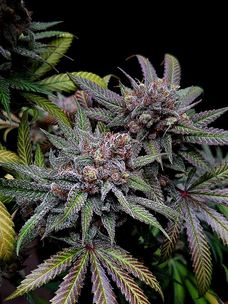 Purple Ghost Candy #2 day 64 flower, 124 days total