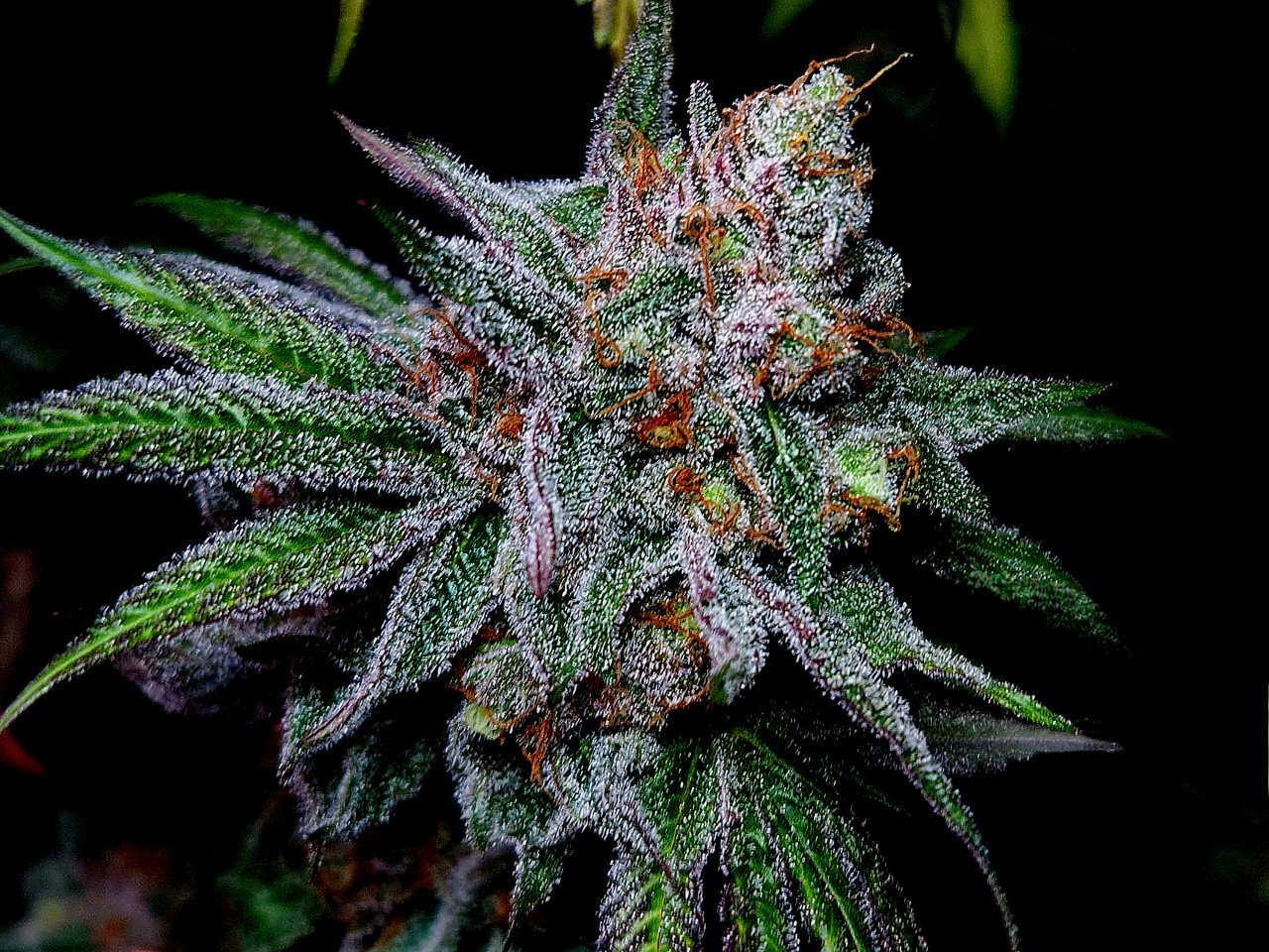 Purple Ghost Candy #2 day 64 flower, 124 days total