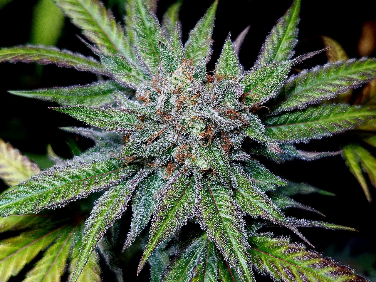 Purple Ghost Candy #2 day 64 flower, 124 days total