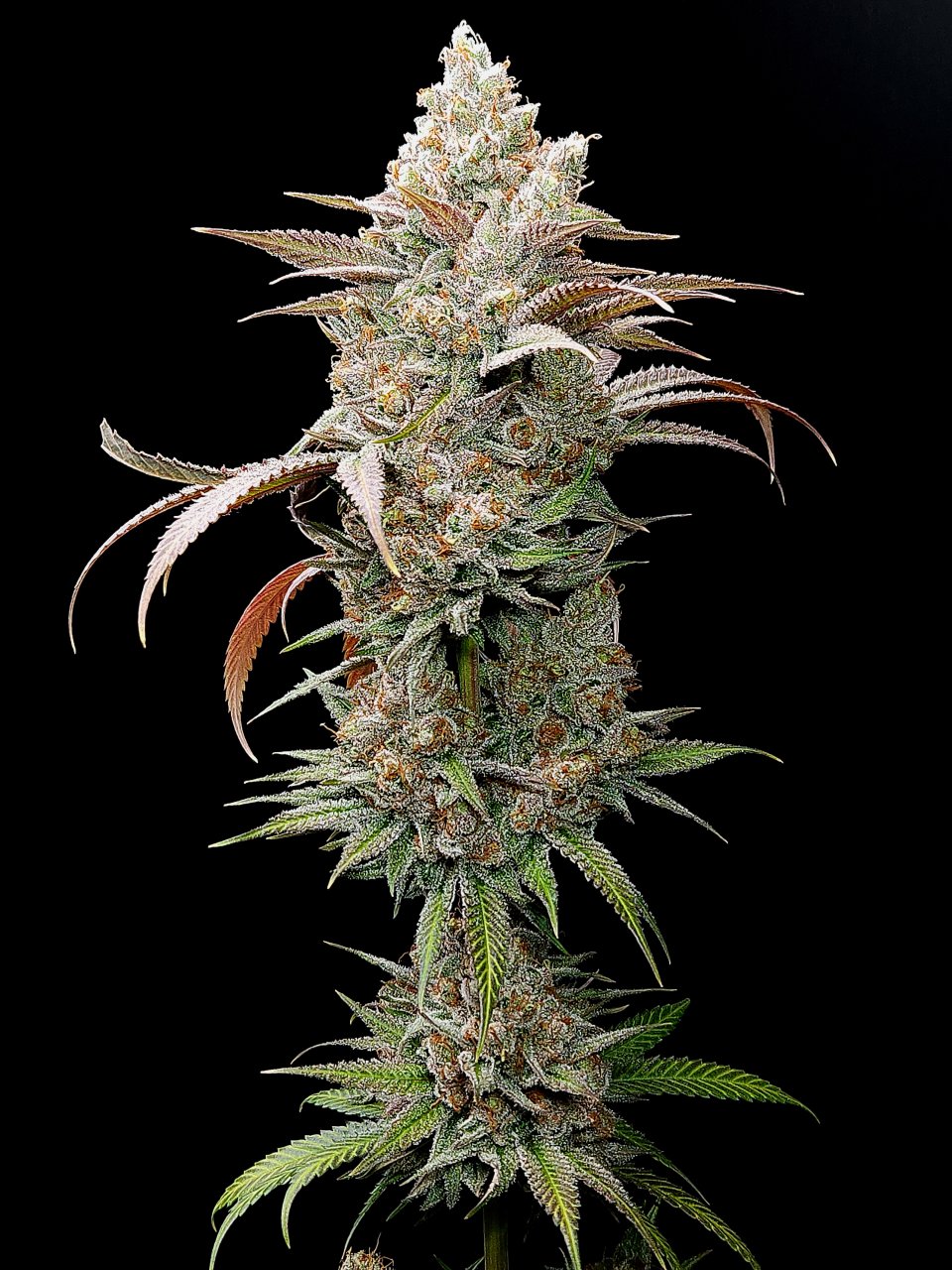 Purple Ghost Candy #2 day 64 flower, 124 days total