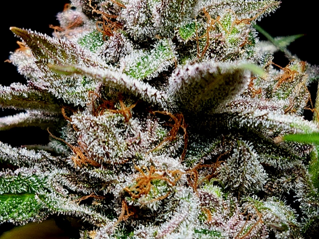 Purple Ghost Candy #2 day 64 flower, 124 days total