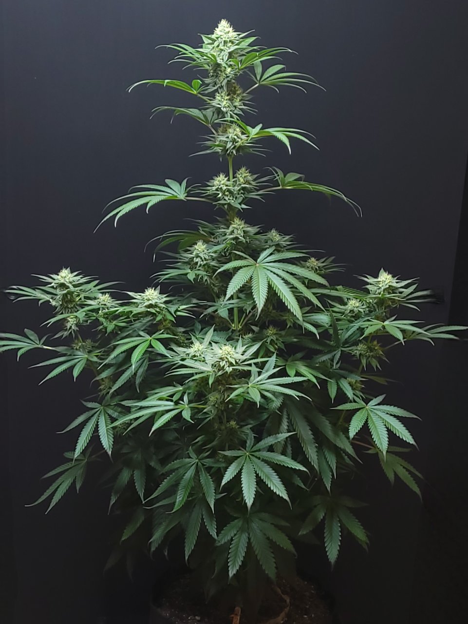 Purple Ghost Candy #2 front day 32 flower, 92 days total