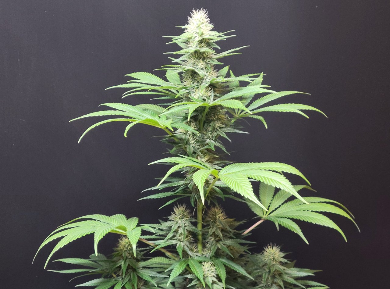 Purple Ghost Candy #3 day 32 flower, 92 days total