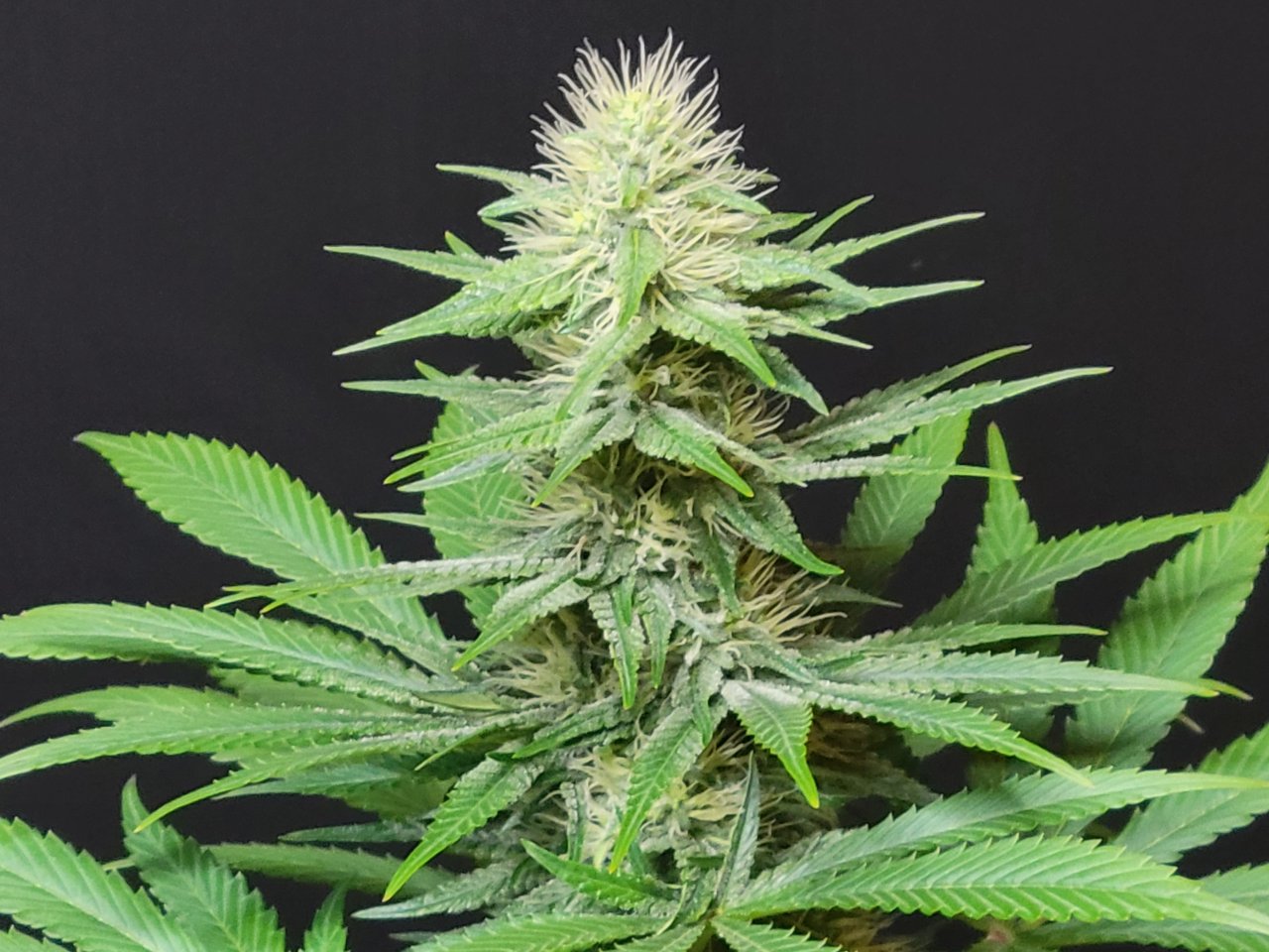 Purple Ghost Candy #3 day 32 flower, 92 days total