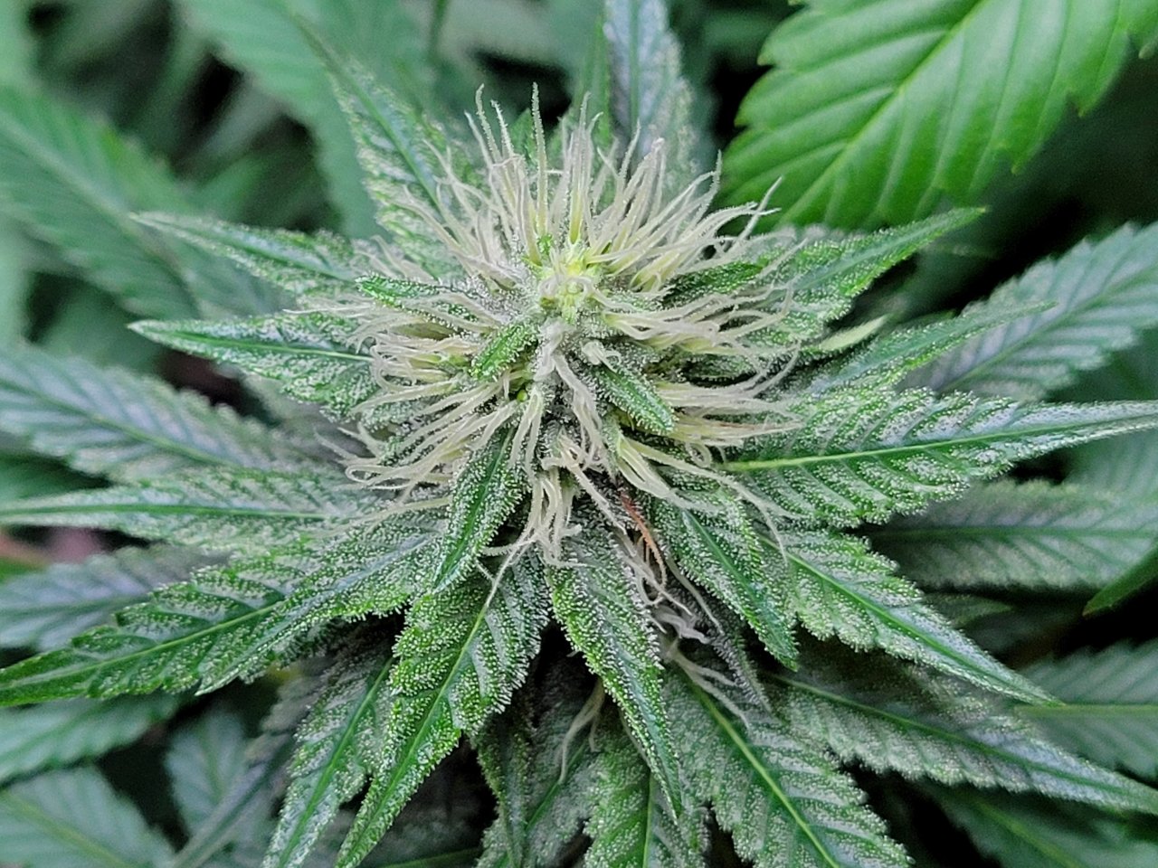 Purple Ghost Candy #3 day 32 flower, 92 days total