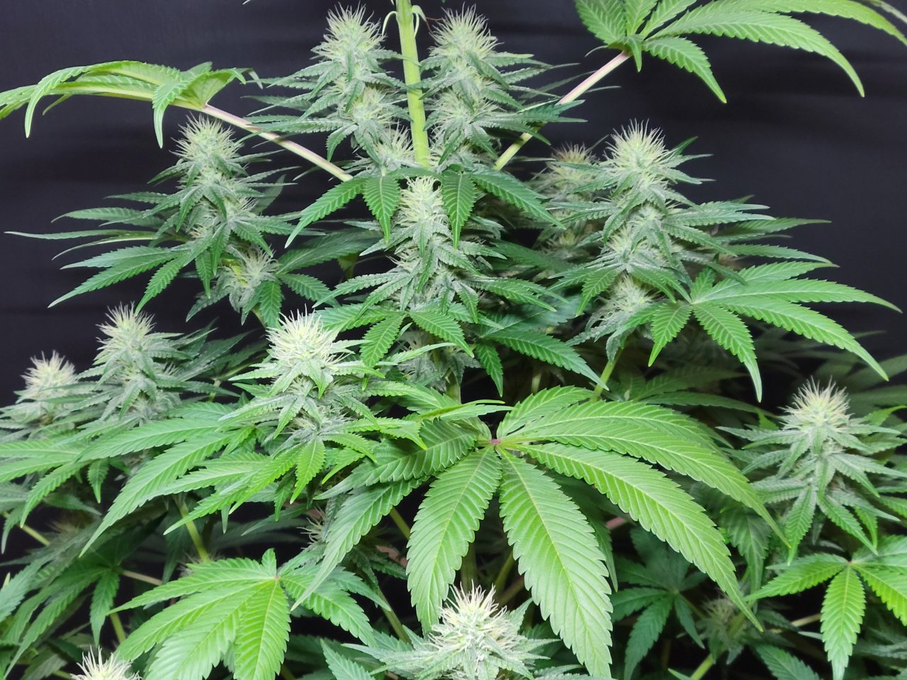 Purple Ghost Candy #3 day 32 flower, 92 days total