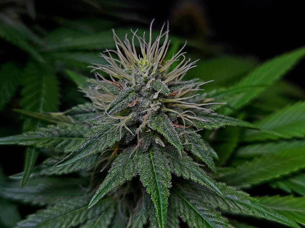 Purple Ghost Candy #3 day 37 flower, 97 days total