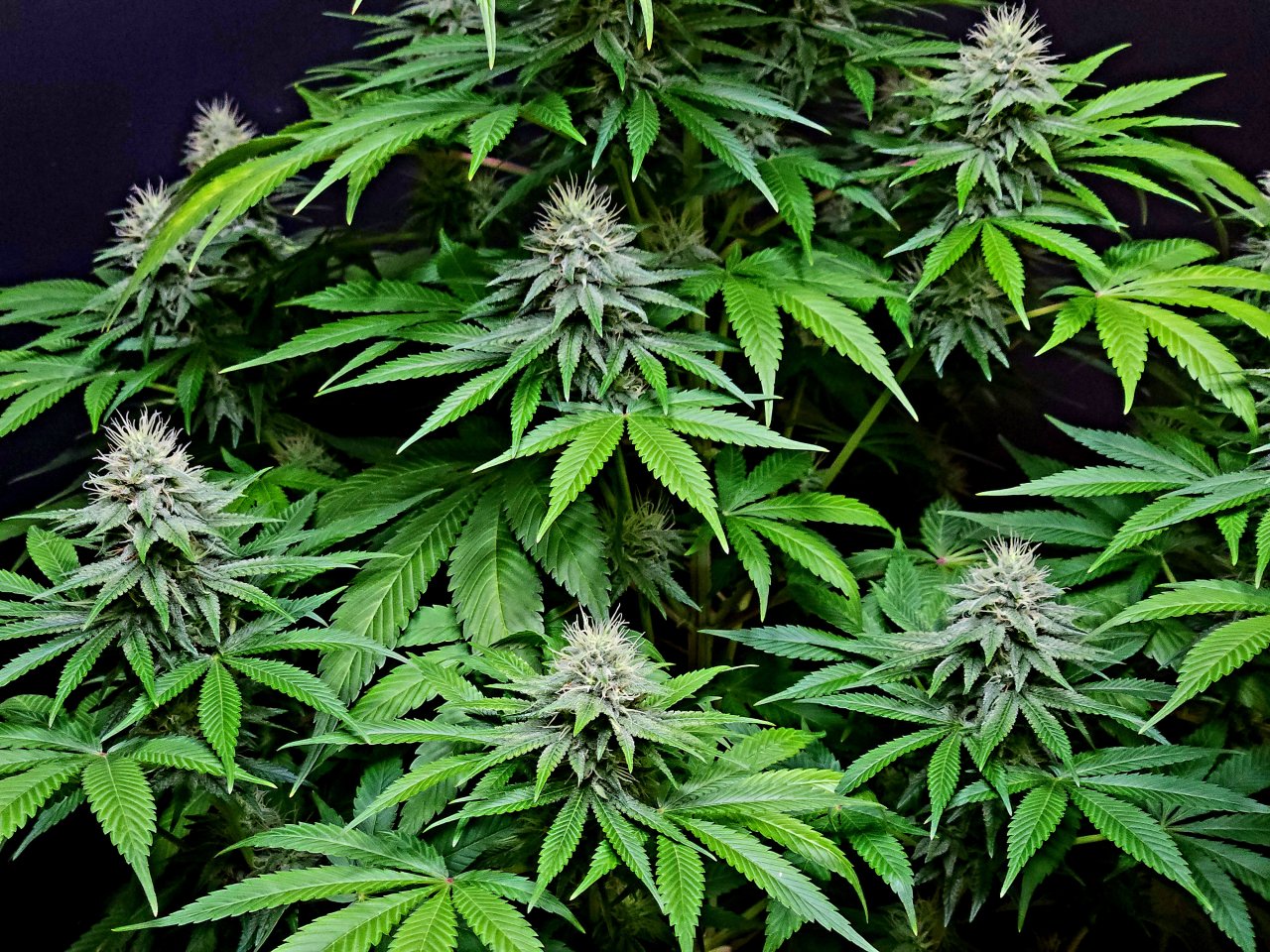 Purple Ghost Candy #3 day 37 flower, 97 days total