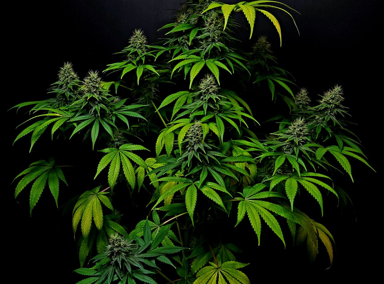 Purple Ghost Candy #3 day 45 flower, 105 days total