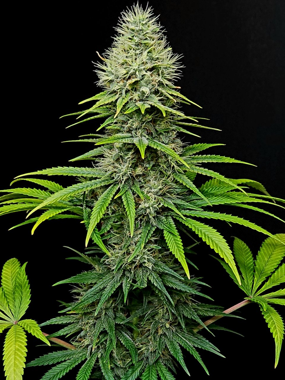 Purple Ghost Candy #3 day 45 flower, 105 days total