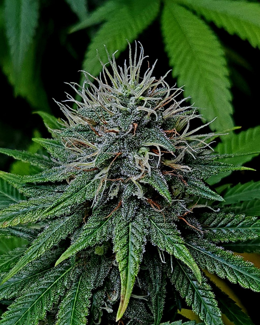 Purple Ghost Candy #3 day 45 flower, 105 days total