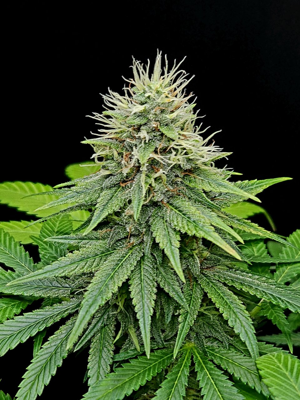 Purple Ghost Candy #3 day 45 flower, 105 days total